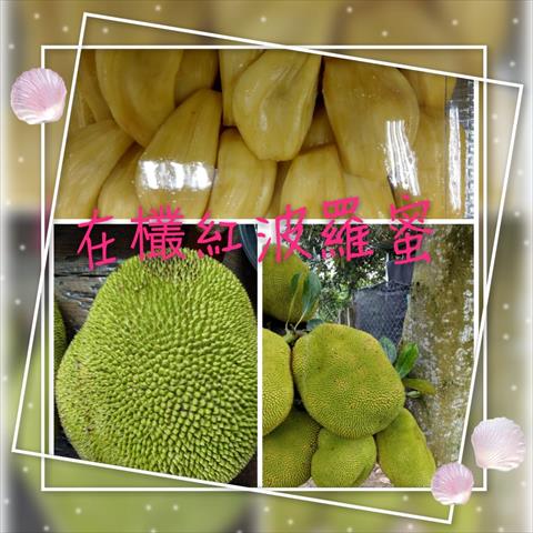 波羅蜜 產品圖片（產品編號 449656）
