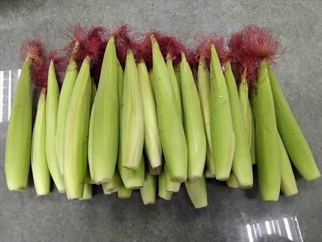 食用玉米(含玉米筍) 產品圖片（圖片編號 578585）