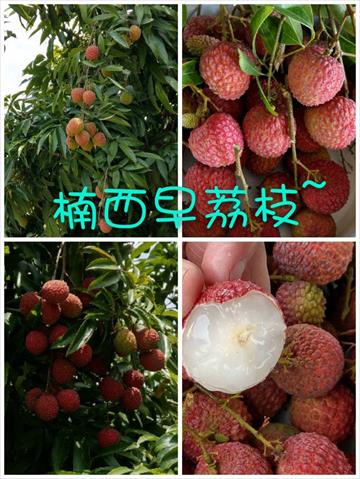 荔枝 產品圖片（圖片編號 578587）