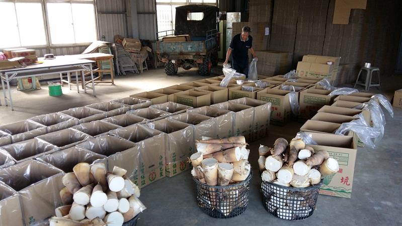 竹筍 產品圖片（產品編號 33245）