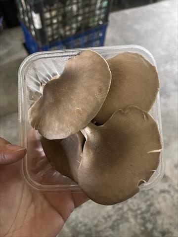 鮑魚菇 產品圖片（圖片編號 584634）