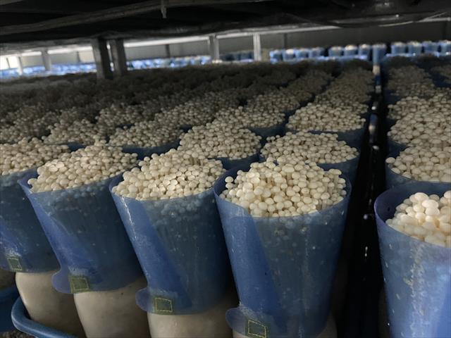 金針菇(包含山茶茸) 產品圖片（產品編號 451610）