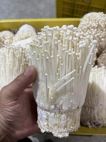 金針菇(包含山茶茸) 產品圖片（圖片編號 584636）