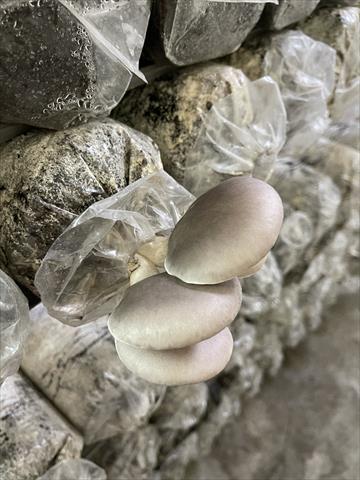 鮑魚菇 產品圖片（產品編號 451612）