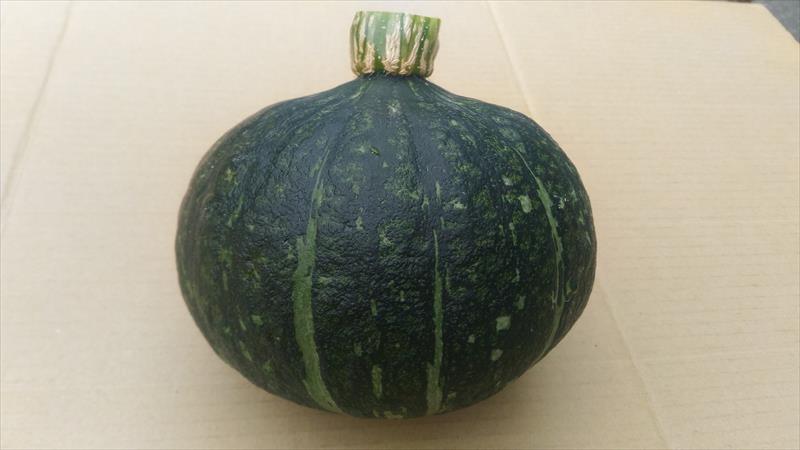 南瓜(金瓜) 產品圖片（圖片編號 586691）