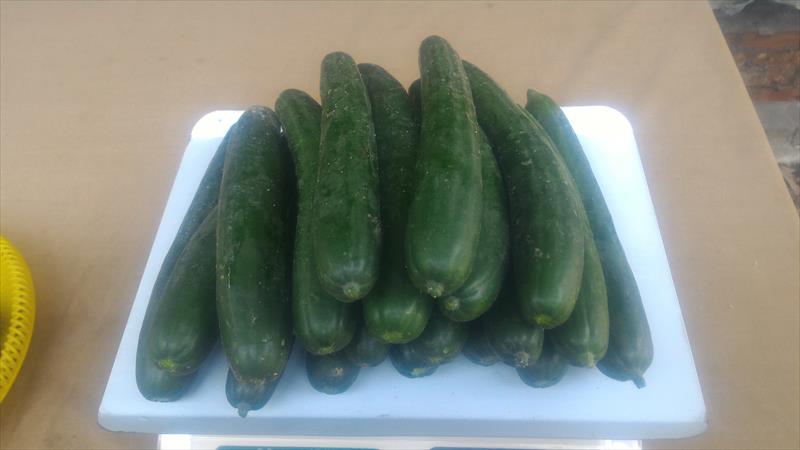 小黃瓜(花胡瓜) 產品圖片（圖片編號 586693）