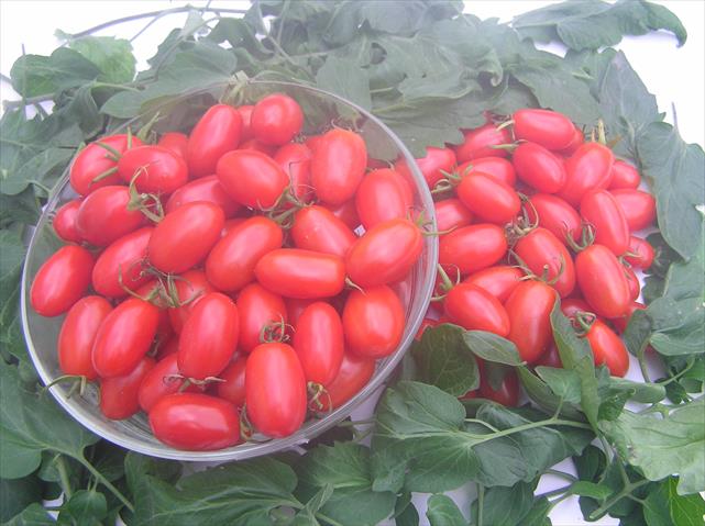 番茄(含小番茄) 產品圖片（圖片編號 586694）
