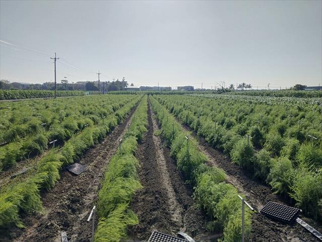 蘆筍 產品圖片（圖片編號 587543）