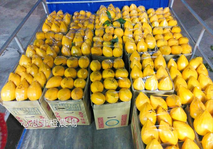 蛋黃果 產品圖片（圖片編號 588169）
