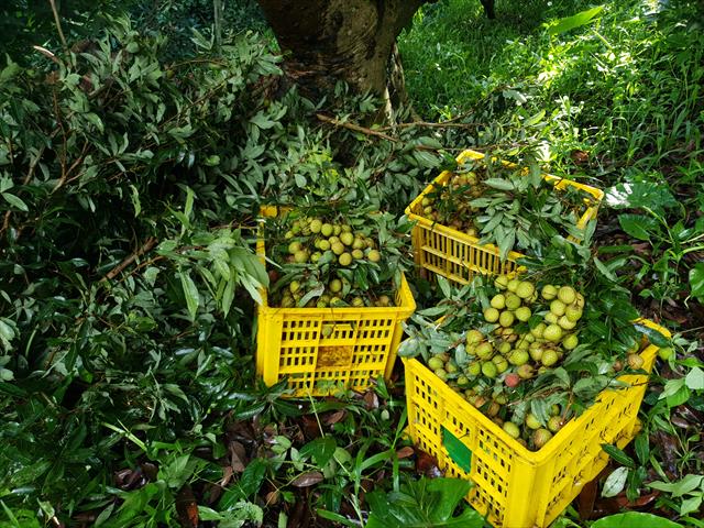 荔枝 產品圖片（圖片編號 588177）
