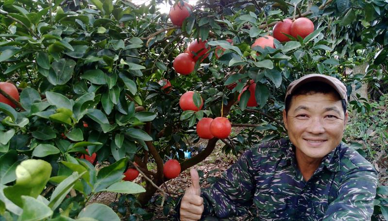 葡萄柚 產品圖片（圖片編號 588185）