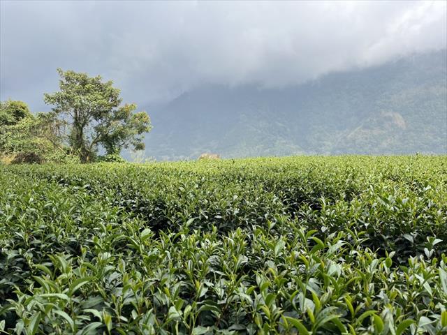 茶製品-茶 產品圖片（圖片編號 588954）