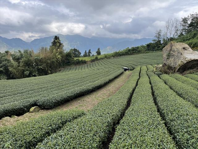 茶製品-茶 產品圖片（產品編號 454430）