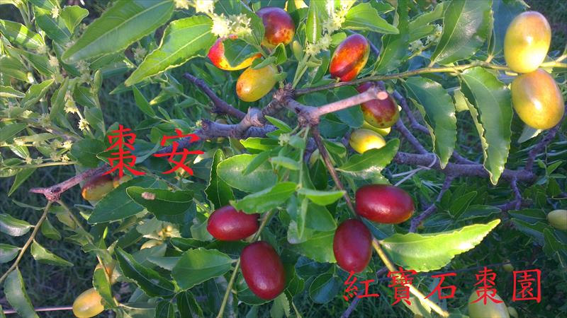 紅棗 產品圖片（產品編號 455637）