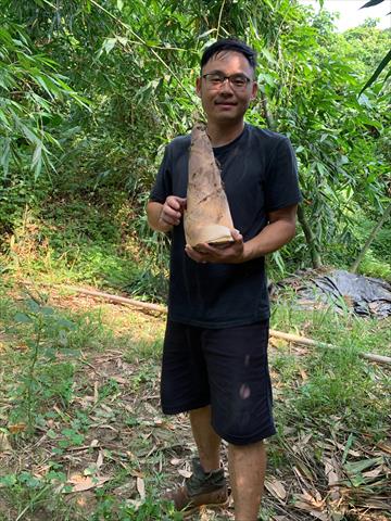 竹筍 產品圖片（產品編號 455656）