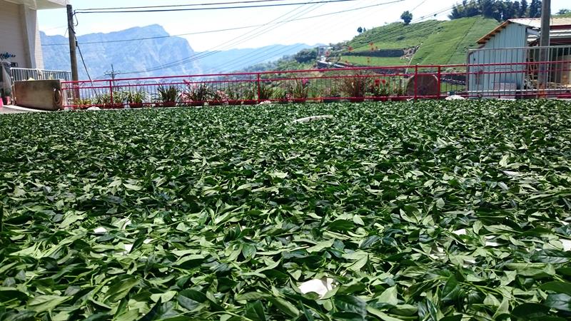 茶製品-茶 產品圖片（產品編號 456364）