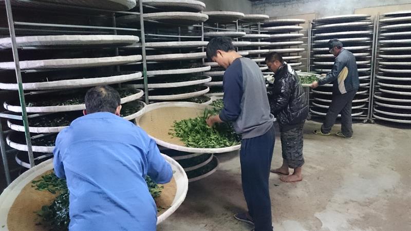 茶製品-茶 產品圖片（圖片編號 590988）