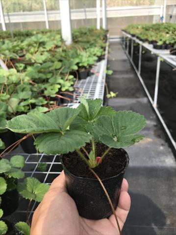 草莓 產品圖片（圖片編號 594305）