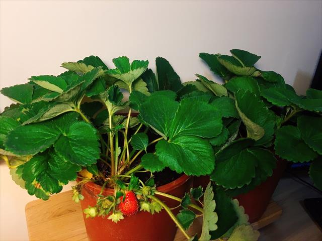 草莓 產品圖片（圖片編號 594310）