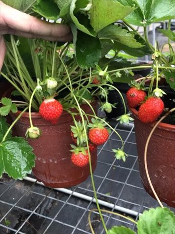 草莓 產品圖片（圖片編號 594311）