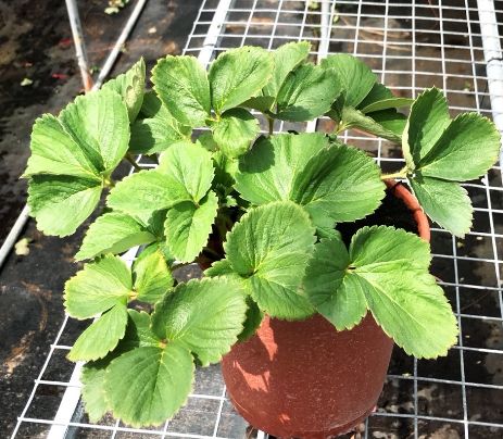 草莓 產品圖片（圖片編號 594312）