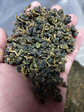 茶製品-茶 產品圖片（產品編號 458431）