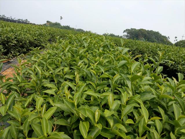 茶製品-茶 產品圖片（圖片編號 596372）
