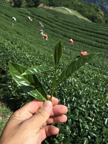 茶製品-茶 產品圖片（產品編號 458462）