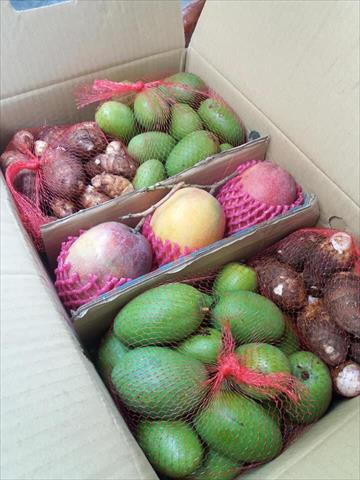 芋頭 產品圖片（產品編號 459130）