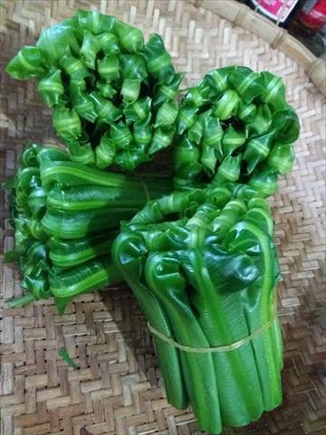 山蘇(鳥巢蕨) 產品圖片（產品編號 459131）