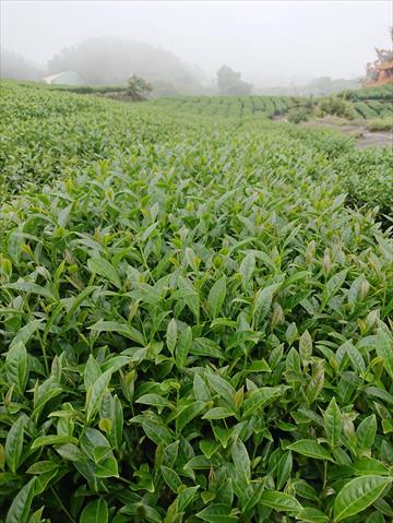 茶製品-茶 產品圖片（圖片編號 597982）