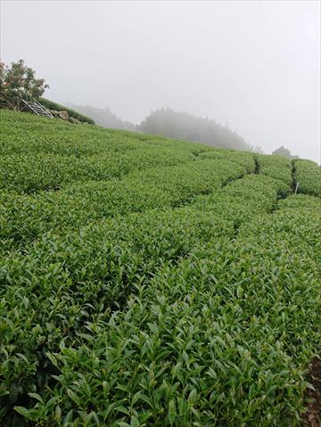 茶製品-茶 產品圖片（圖片編號 597983）