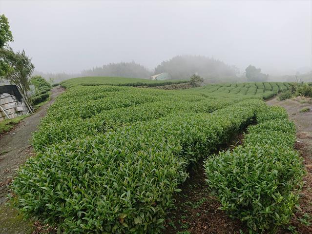 茶製品-茶 產品圖片（產品編號 459347）