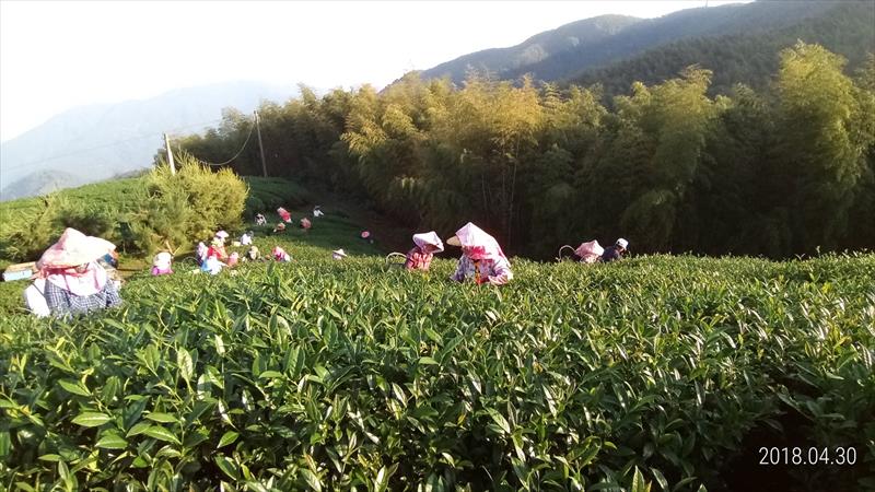 茶製品-茶 產品圖片（產品編號 459435）