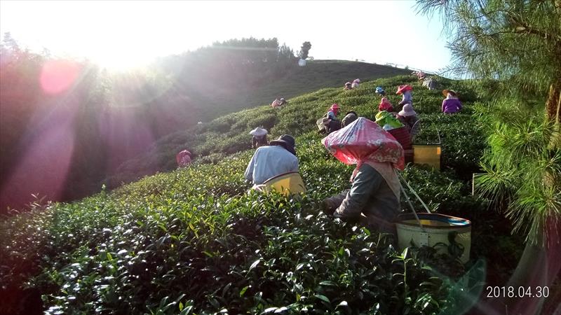茶製品-茶 產品圖片（圖片編號 598931）