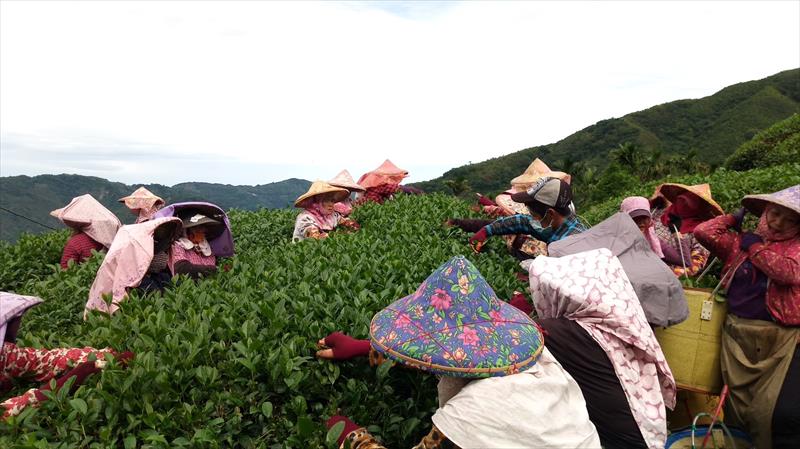 茶製品-茶 產品圖片（圖片編號 598932）