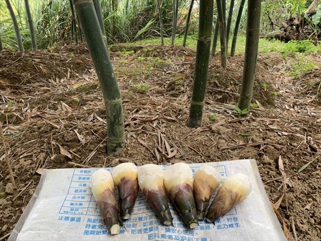 竹筍 產品圖片（圖片編號 605311）