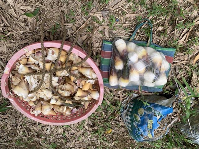 竹筍 產品圖片（產品編號 461034）