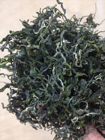 茶製品-茶 產品圖片（產品編號 461041）