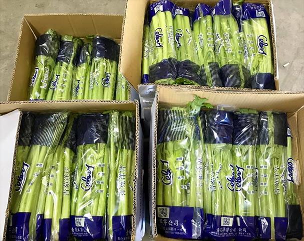 芹菜(西洋芹) 產品圖片（產品編號 461124）