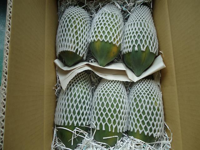 木瓜 產品圖片（產品編號 461190）