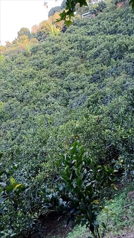 柳橙 產品圖片（圖片編號 606652）
