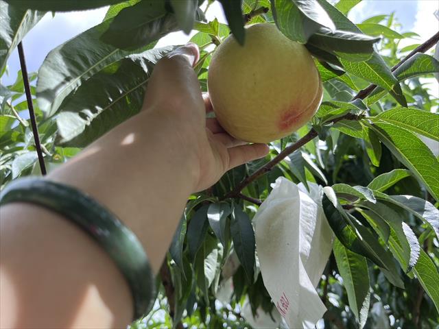 桃 產品圖片（產品編號 461322）