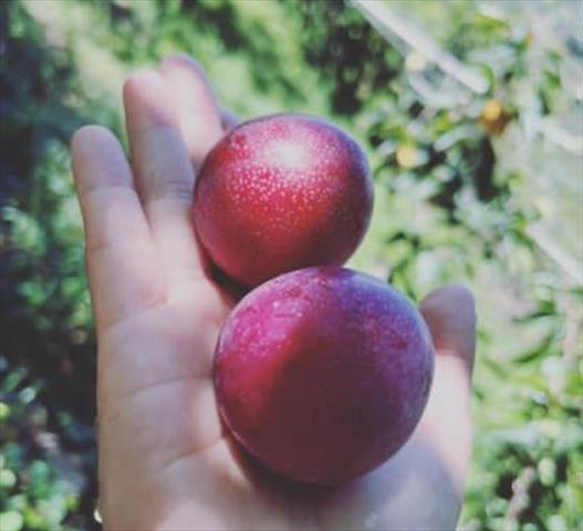 李 產品圖片（圖片編號 607544）