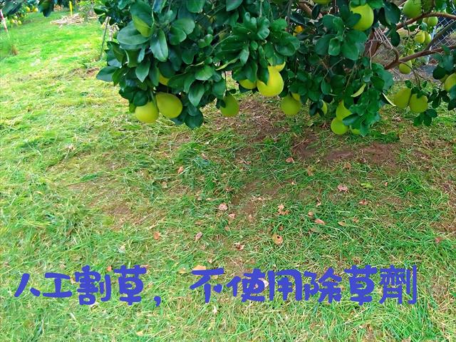文旦柚 產品圖片（圖片編號 607607）