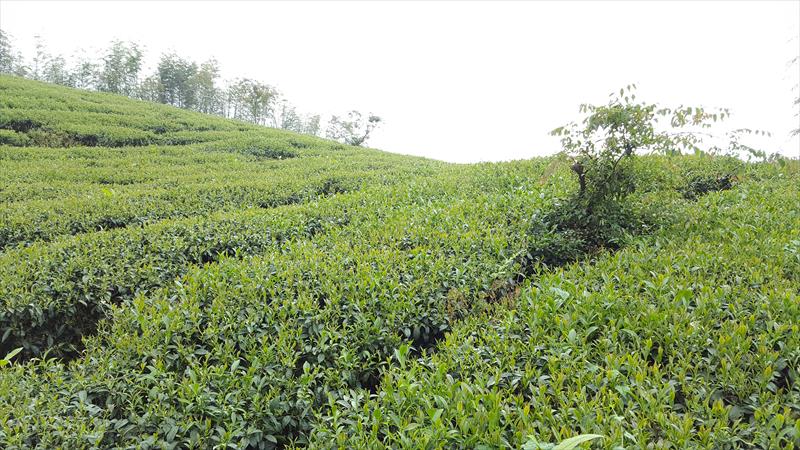 茶製品-茶 產品圖片（圖片編號 609302）