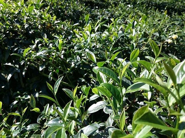 茶製品-茶 產品圖片（圖片編號 609304）