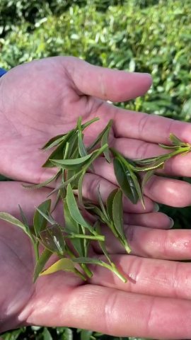 茶製品-茶 產品圖片（圖片編號 609592）