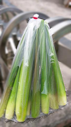 茭白筍 產品圖片（圖片編號 610508）