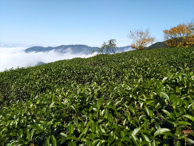 茶製品-茶 產品圖片（圖片編號 610769）